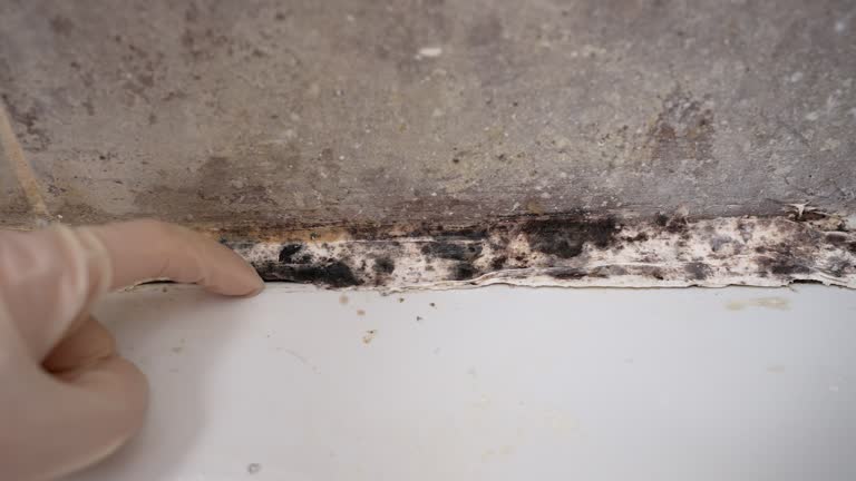 Forensic Mold Investigation in Princeton, NJ